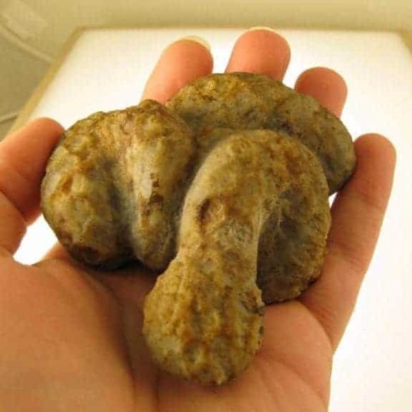 Snake Fossils E2