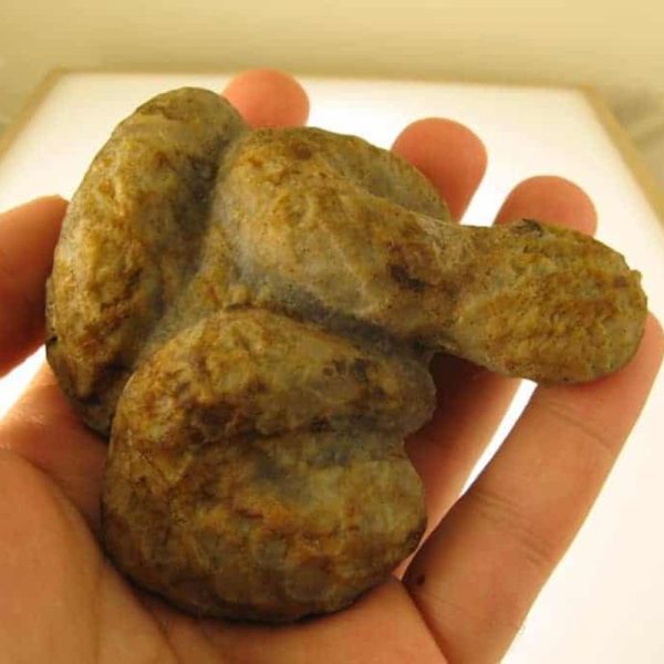 Snake Fossils E2
