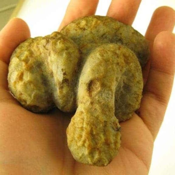 Snake Fossils E2