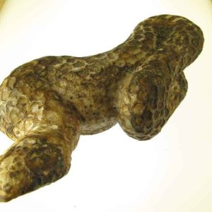 Snake Fossils E3