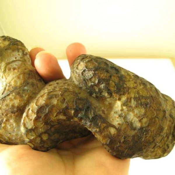 Snake Fossils E3