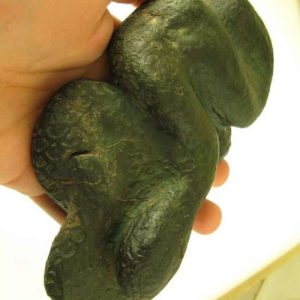 Snake Fossils F1