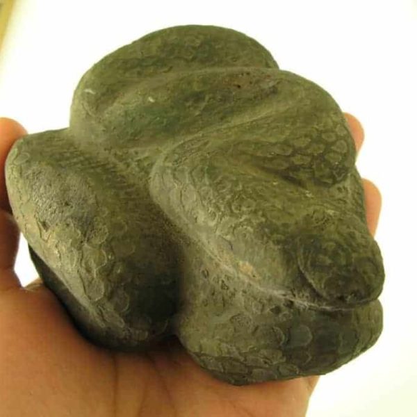 Snake Fossils F2