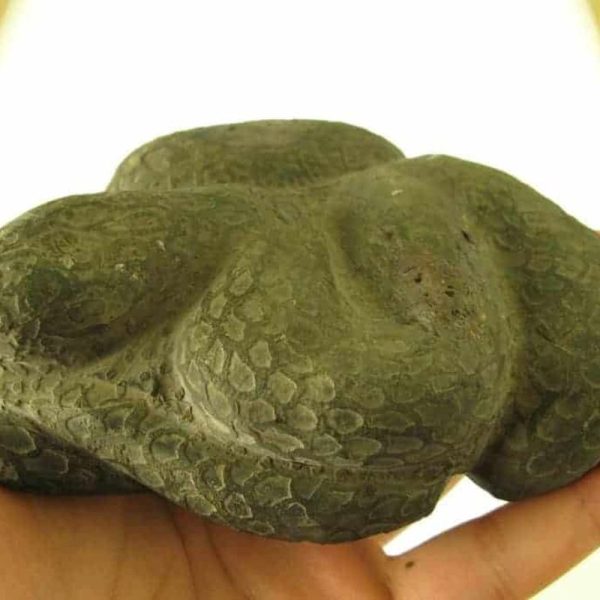 Snake Fossils F2