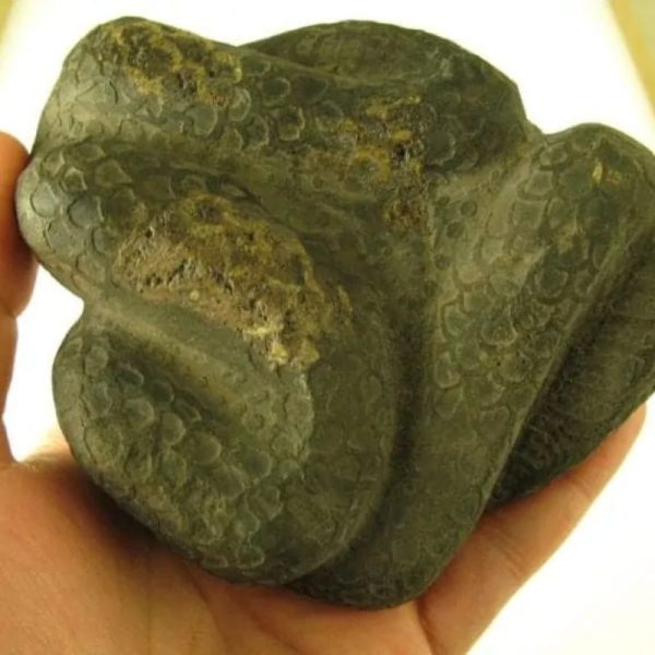 Snake Fossils F2 - Image 3