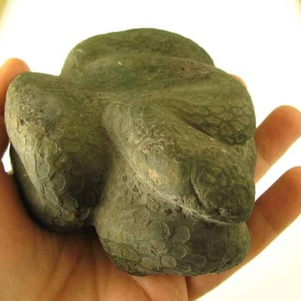 Snake Fossils F2