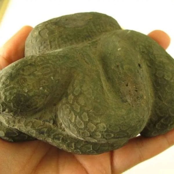 Snake Fossils F2