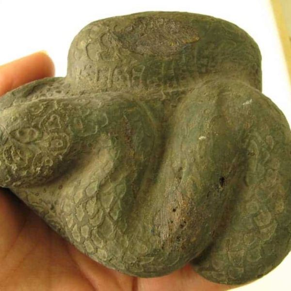 Snake Fossils F2