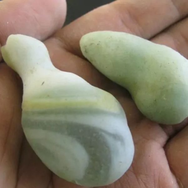 Lizard Pearl - Type L2 (White Giant Lizard)
