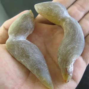 Lizard Pearl - Type M1 (White House Lizard)