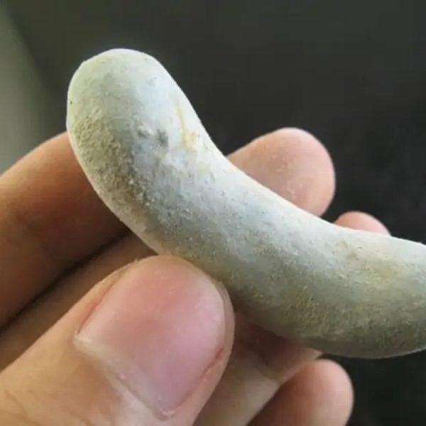 Lizard Pearl - Type L1 - Image 3