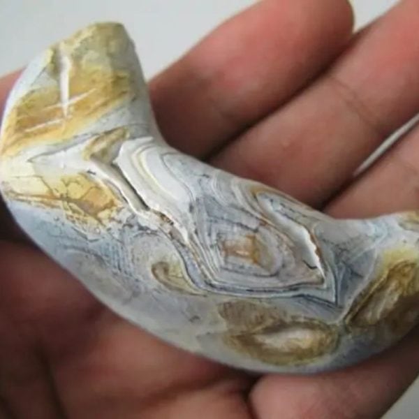 Yellow Lizard Pearl - Type B1