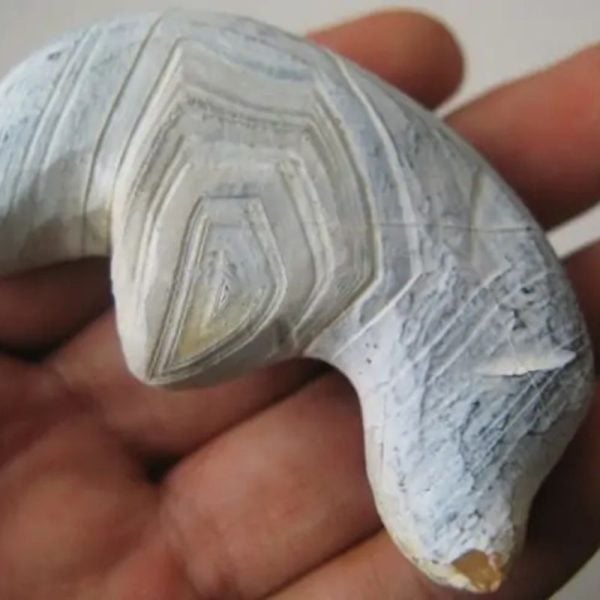 Yellow Lizard Pearl - Type B1