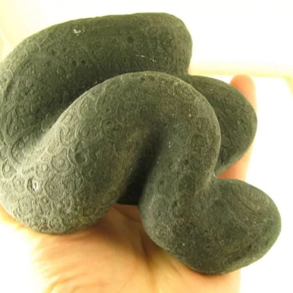 Snake Fossils G1—SOLD