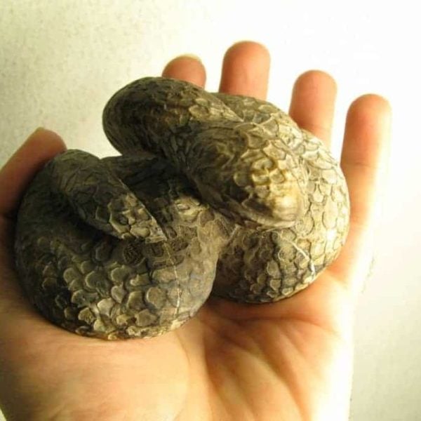 Snake Fossils I1 (Sanca - Python)---SOLD - Image 4