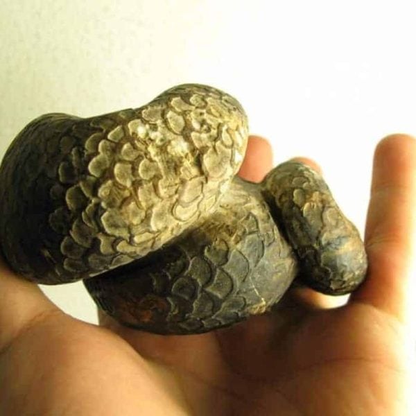 Snake Fossils I1 (Sanca - Python)---SOLD - Image 6