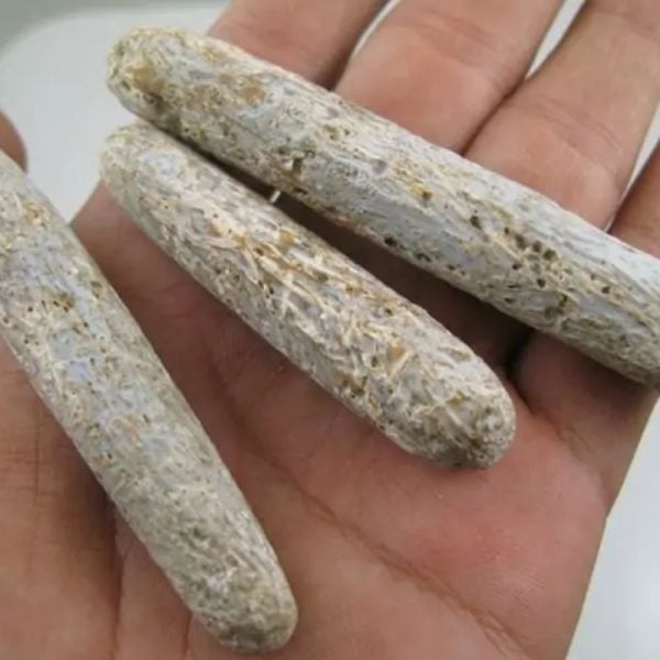 Liwung Wood Fossil - Type D2