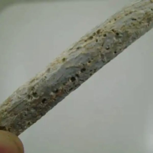 Liwung Wood Fossil - Type D2 - Image 2