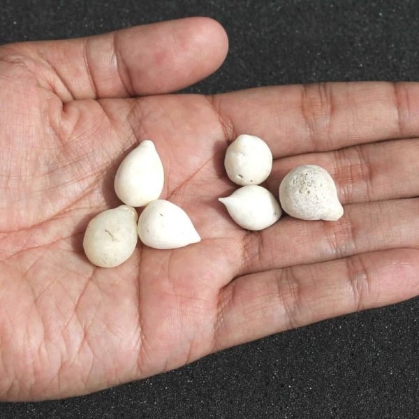 White Coconut Pearl - Type A (Small)