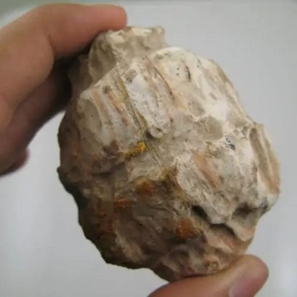 Dewadaru Wood Pearl - Type D2 - Image 3
