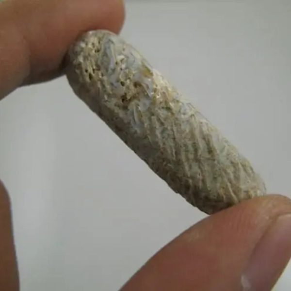 Liwung Wood Fossil- Type D1