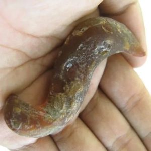 Worm Fossil - Type B2