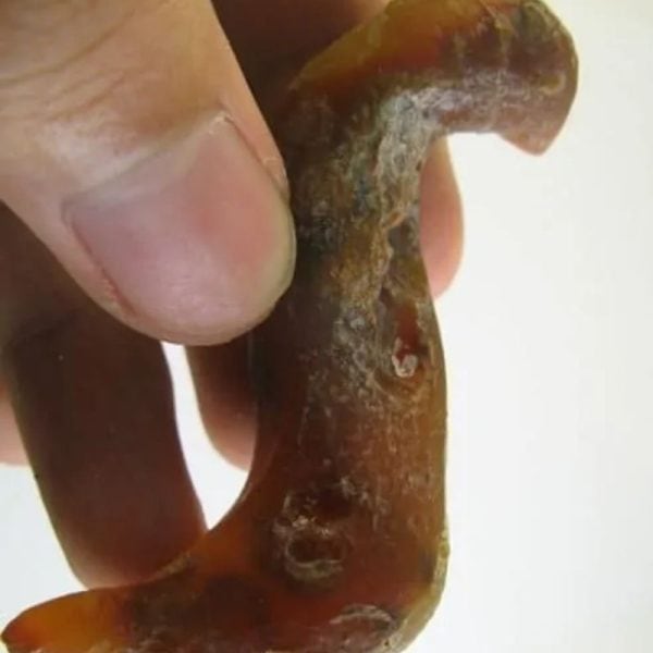 Worm Fossil - Type B2 - Image 3