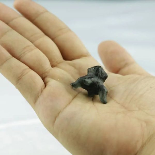 Fossilized Crab Pearl - Type A6 - Image 3
