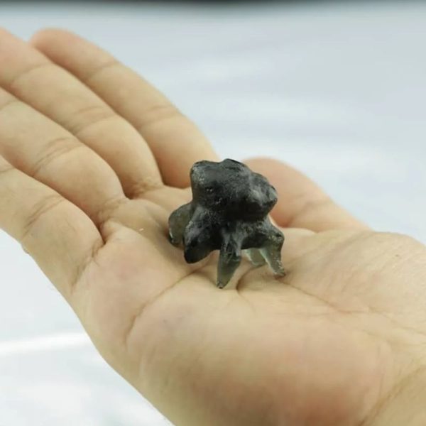 Fossilized Crab Pearl - Type A5 - Image 2