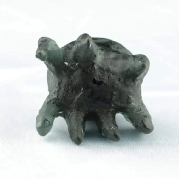 Fossilized Crab Pearl - Type A2 - Image 4