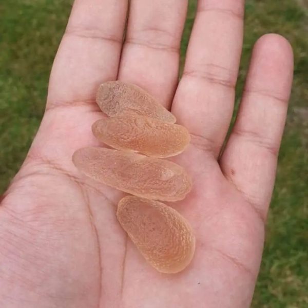 Dugong Pearls - Type C2 (Small) - Image 2