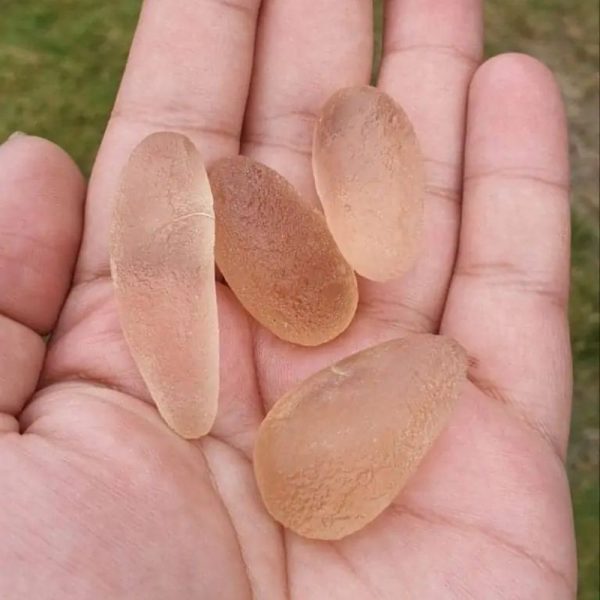 Dugong Pearls - Type C3 (Medium) - Image 4