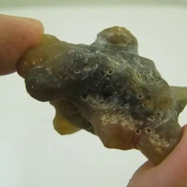 Sea Otter Pearl - Type O1 - Image 3