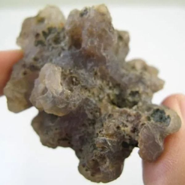 Sea Otter Pearl - Type O1 - Image 2