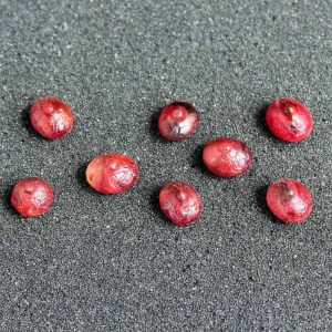 Centipede Crown Pearls - Type A3