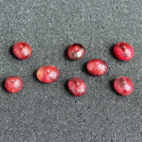 Centipede Crown Pearls - Type A3