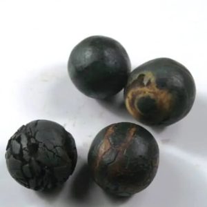 Centipede Pearls - Type M "Black" (Female)