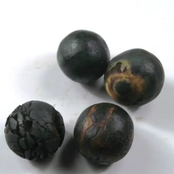 Centipede Pearls - Type M "Black" (Female)