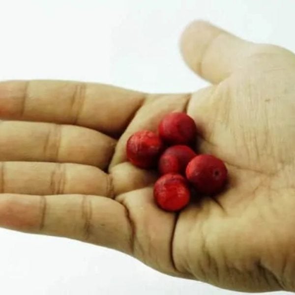 Red Centipede Pearls - Type P1 - Image 2