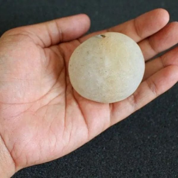 Water Buffalo Pearl - Type E6 - Image 3