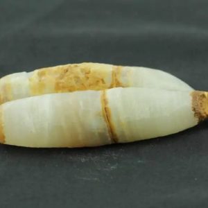 White Horse Pearl - Type C3
