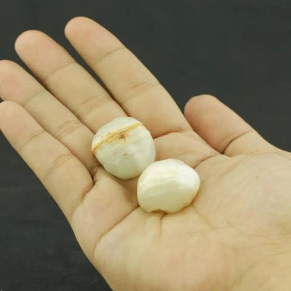 White Horse Pearl - Type C1 - Image 3