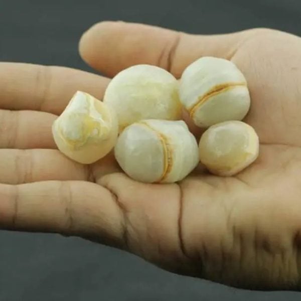 White Horse Pearl - Type C1 - Image 4