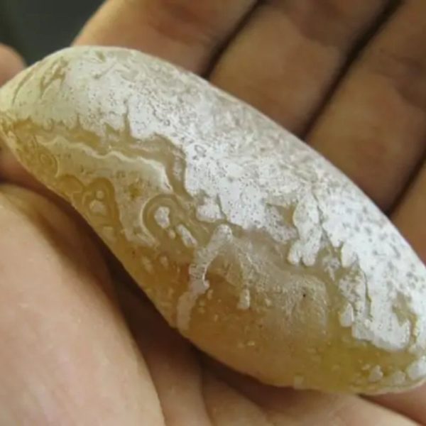 White Horse Pearl - Type D1 - Image 3