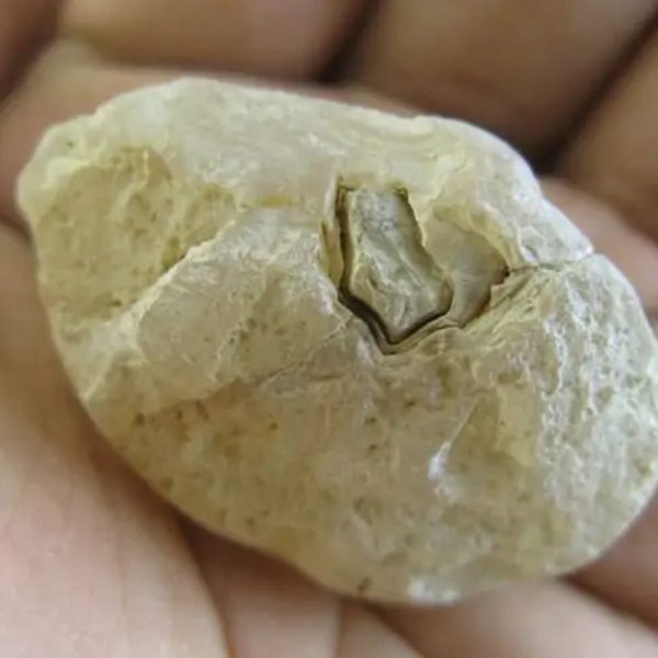 White Horse Pearl - Type D1 - Image 2