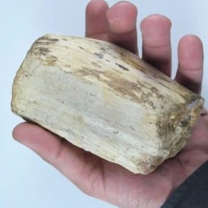 Asem Wood Fossilized - Type A1