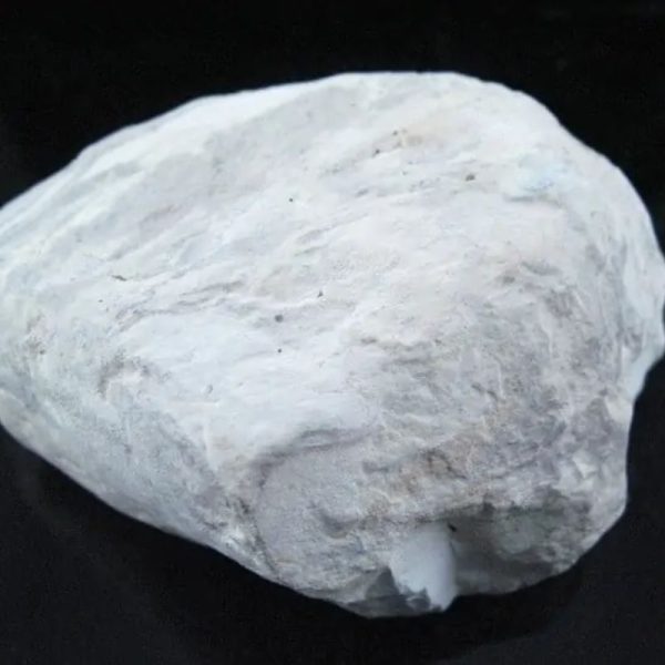 Dewadaru Wood Fossil - Type B1 - Image 3