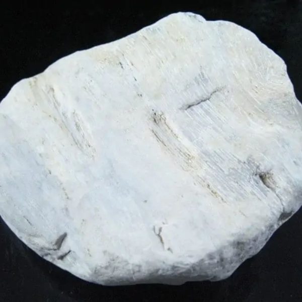 Dewadaru Wood Fossil - Type B1 - Image 2