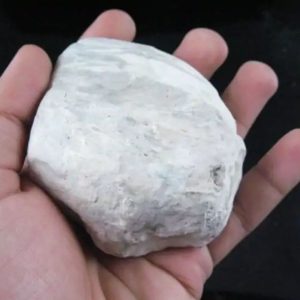Dewadaru Wood Fossil - Type B1