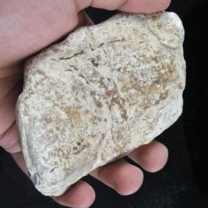 Dewadaru Wood Fossil - Type B2
